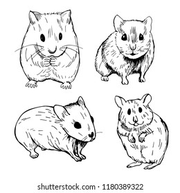 Hand drawn hamster. Vector sketch  illustration.