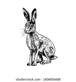 La mano dibujó la liebre. Animales retro realistas aislados. Estilo vintage. Diseño gráfico de línea de doodle. Mamífero dibujado en blanco y negro. Esbozo vectorial. Animales forestales.