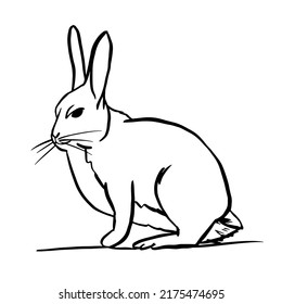 Hand drawn hare. Sketch of a cute rabbit. Animal silhouette, linear style. Easter Bunny sitting on the ground. Realistic drawing. Vector illustration isolated on white background.