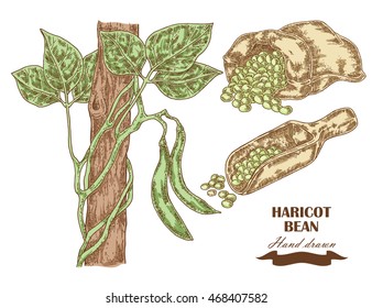 Hand drawn haricot bean collection. Vector illustration in sketch style