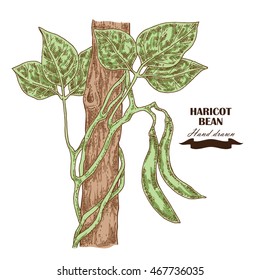 Hand drawn haricot bean plant. Vector illustration