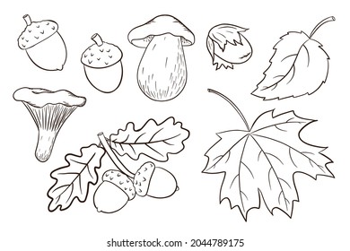 Hand Drawn Harvest Elements Collection. Oak and maple leaves, acorns, mushrooms. Forest decorative set for print, sticker, invitation and greeting cards design and decoration. Premium Vector