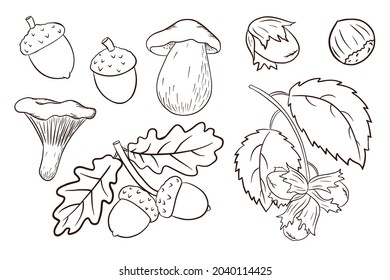 Hand Drawn Harvest Elements Set. Oak leaves, acorns, hazelnut, mushrooms. Forest decorative collection for print, sticker, invitation and greeting cards design and decoration. Premium Vector