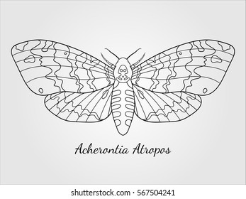 Hand drawn hawk moth silhouette