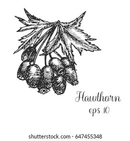 Hand drawn hawthorn berries