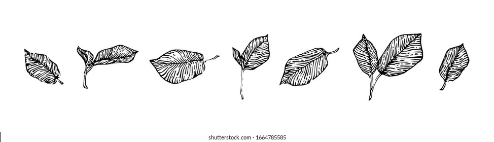 Hand drawn hazel leaves set, ink drawing sketch vector illustration, black isolated botanical illustration on white background.