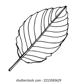 Hand drawn hazelnut branch. Botanical vector illustration