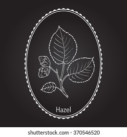 Hand drawn hazelnut branch. Botanical vector illustration