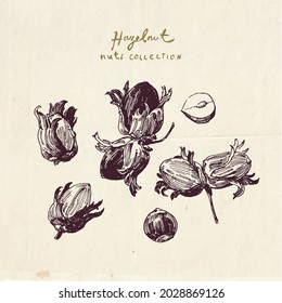 Hand drawn hazelnut illustrations, vintage drawing collection