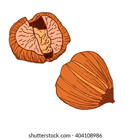 Hand drawn hazelnut isolated on white. Vector illustration of brown hazel. Hand drawn whole filbert. Sketch of nut. Natural food.