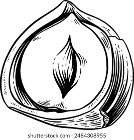 Hand drawn Hazelnut Sketch Illustration