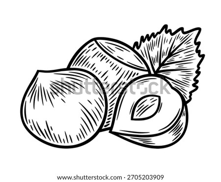 Hand drawn hazelnuts, monochrome engraving, line art style vector illustration isolated on white background	