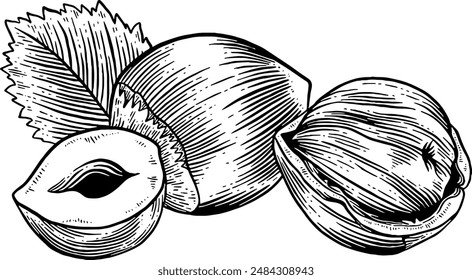 Hand drawn Hazelnuts Sketch Illustration