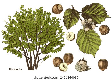 Hand drawn hazelnuts vector set