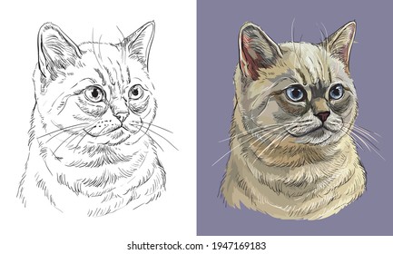 Hand drawn head of British cat. Vector black and white and colorful isolated illustration of horse. For decoration, coloring book, design, prints, posters, postcards, stickers, tattoo, t-shirt