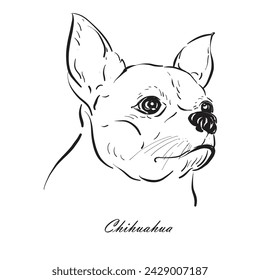 Hand drawn The head of chihuahua dog cute vector illustration. 
