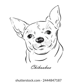 Hand gezeichnet Der Kopf des Chihuahua Hundes niedliche Vektorillustration. 