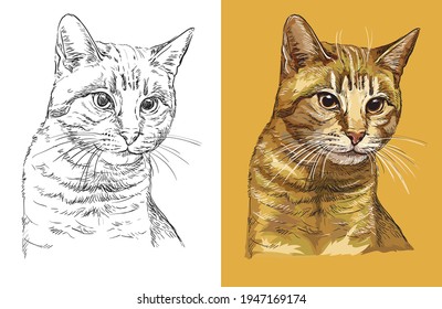 Hand drawn head of cute ginger cat. Vector black and white and colorful isolated illustration of horse. For decoration, coloring book, design, prints, posters, postcards, stickers, tattoo, t-shirt