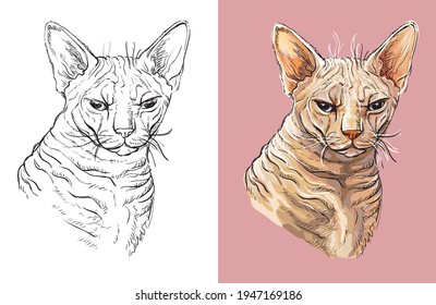 Hand drawn head of cute ginger cat. Vector black and white and colorful isolated illustration of horse. For decoration, coloring book, design, prints, posters, postcards, stickers, tattoo, t-shirt