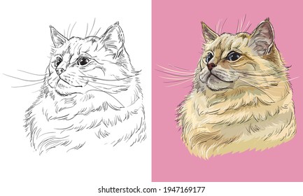 Hand drawn head of cute Ragdoll cat. Vector black and white and colorful isolated illustration of horse. For decoration, coloring book, design, prints, posters, postcards, stickers, tattoo, t-shirt