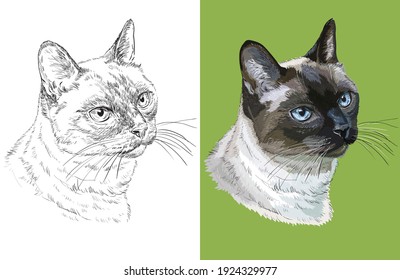 Hand drawn head of cute Thai cat. Vector black and white and colorful isolated illustration of horse. For decoration, coloring book, design, prints, posters, postcards, stickers, tattoo, t-shirt