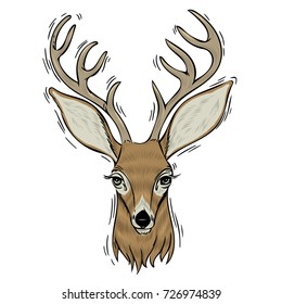 Hand drawn head of deer, Vector isolated elements vector illustration.