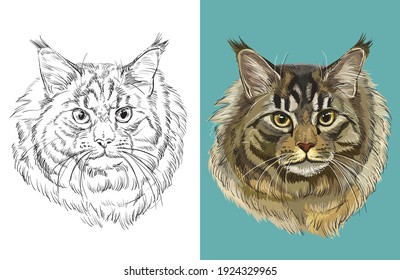 Hand drawn head of Maine coon cat. Vector black and white and colorful isolated illustration of horse. For decoration, coloring book, design, prints, posters, postcards, stickers, tattoo, t-shirt