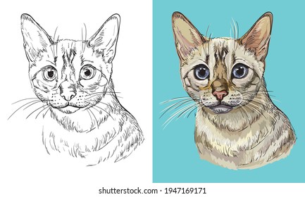 Hand drawn head of Snow bengal cat. Vector black and white and colorful isolated illustration of horse. For decoration, coloring book, design, prints, posters, postcards, stickers, tattoo, t-shirt