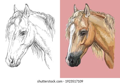 Hand drawn head of welsh pony. Vector black and white and colorful isolated illustration of horse. For decoration, coloring book, design, prints, posters, postcards, stickers, tattoo, t-shirt