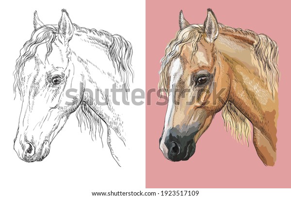 Hand drawn head of welsh pony. Vector black and\
white and colorful isolated illustration of horse. For decoration,\
coloring book, design, prints, posters, postcards, stickers,\
tattoo, t-shirt