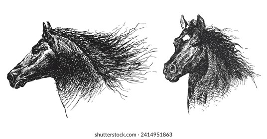 Hand drawn of heads thoroughbred horses with flying mane, vector sketch isolated on white