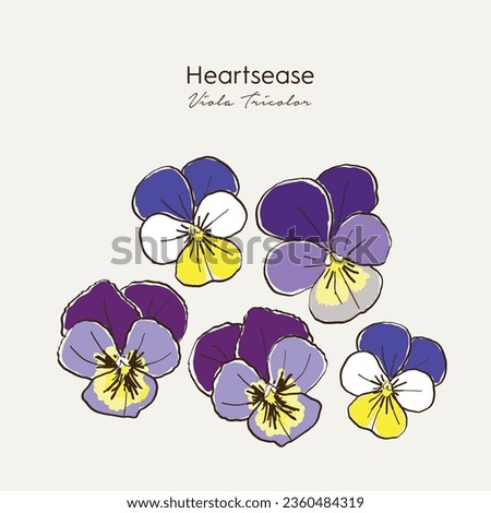 Hand drawn Heartsease (viola tricolor). Medicinal herbs plant. Hand drawn vector illustration in sketch style. EPS 10 ストックフォト © 