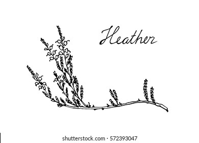 Hand drawn heather branch with handwritten Heather word made in vector. Beautiful floral design elements. 