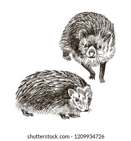Hand drawn hedgehog illustration. High detailed vector illustration in vintage style.