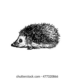 Hand drawn hedgehog illustration. Vector.