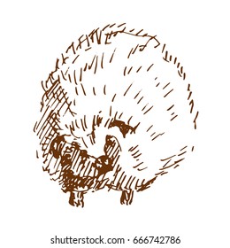 Hand drawn hedgehog, wild animal. Sketch, vector illustration.