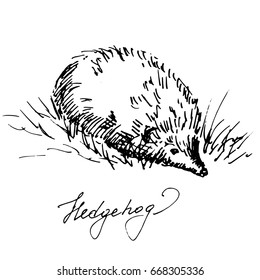 Hand drawn hedgehog, wild animal. Sketch, vector illustration.