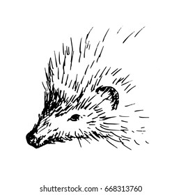 Hand drawn hedgehog, wild animal. Sketch, vector illustration.