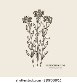 Hand drawn helichrysum branch illustration