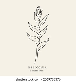 Hand drawn heliconia flower illustration