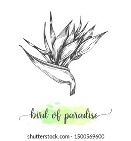 Hand drawn heliconia sketch. Floral background with blooming bird of paradise flowers isolated on white. Vector illustration in vintage style. Sketch of tropical flower Outline ink botanical design