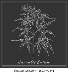 Hand Drawn Hemp made as Painted with White Chalk on the Blackboard. Herbal with Latin Name Cannabis Sativa Sketch Style Vector. Herb Used in Cosmetology, Food Industry, as Building Materials etc.