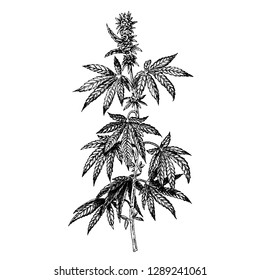 Hand Drawn Hemp Plant With Cones. Cannabis Branch With Leaves. Isolated Sketch Of Marijuana Twig. Black And White Graphic Design. Vector Illustration.