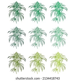 Ilustración Del Vector De Planta Hemp Dibujado A Mano. Sucursal De Cannabis Con Hojas Aisladas En Un Fondo Blanco

