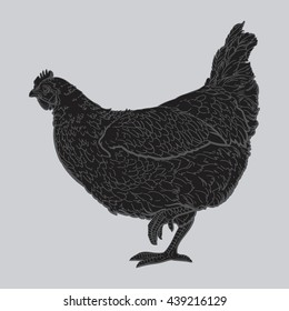 hand drawn hen. chicken vector illustration.