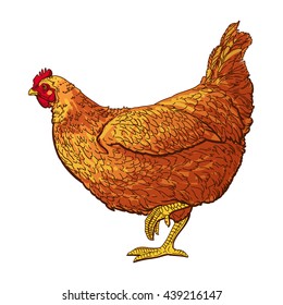hand drawn hen. chicken vector illustration.
