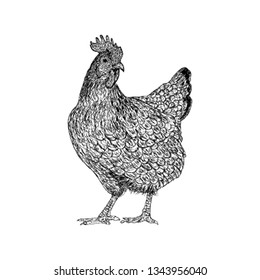 Hand drawn hen illustration vector 