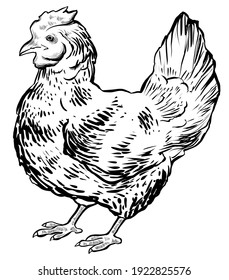 Gallina dibujada a mano, monocroma, vector