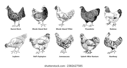 Hand drawn hens of different breeds collection