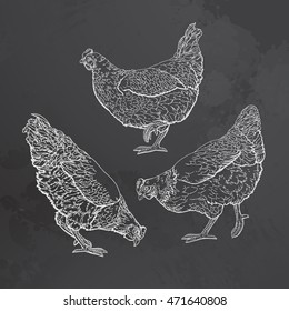 hand drawn hens set. chickens vector illustration.
